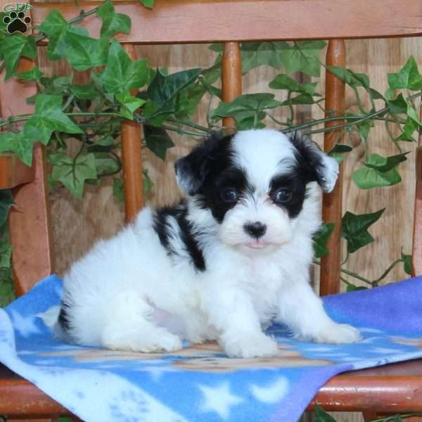 Pilot, Maltipoo Puppy